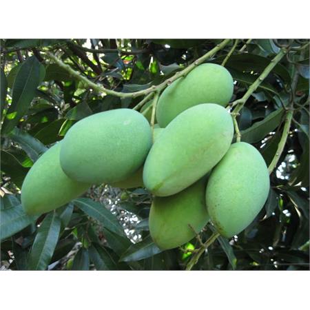 Green Mango 1kg